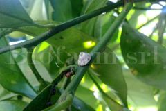 Ceroplastes-sinensis-su-agumi_risultato_5001edbe