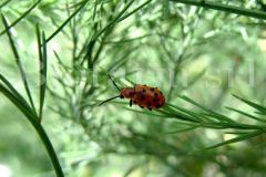 Criocera-duodecimpunctata-su-asparago_risultato_6638a97d