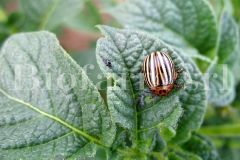Leptinotarsa-decemlineata-su-patata_602f031c