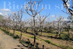 Parcellamento-04_2480bd76