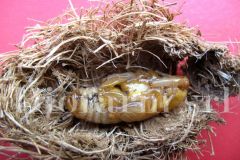 Rhynchophorus-ferrugineus_965759c5